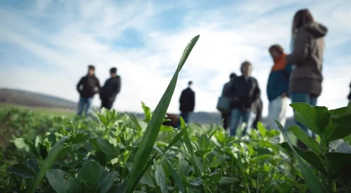Un groupe d'agriculteurs visite une parcelle de couverts végétaux
