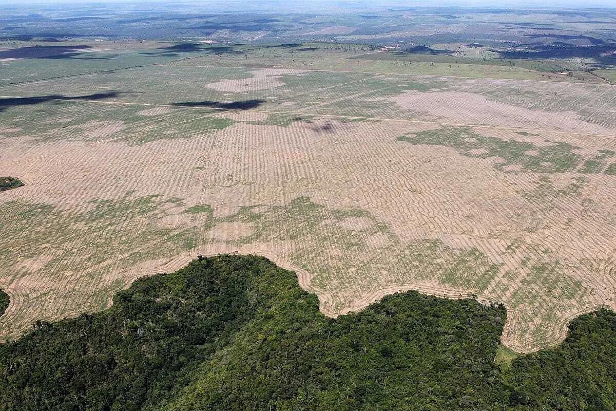 Déforestation de la forêt amazonienne