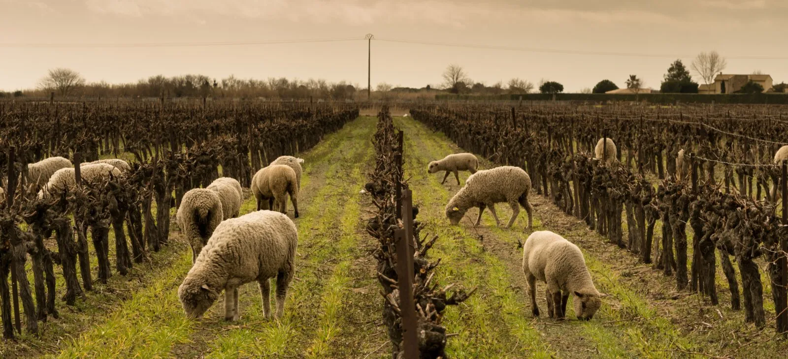 Moutons pâturant entre les rangs de vigne en hiver
