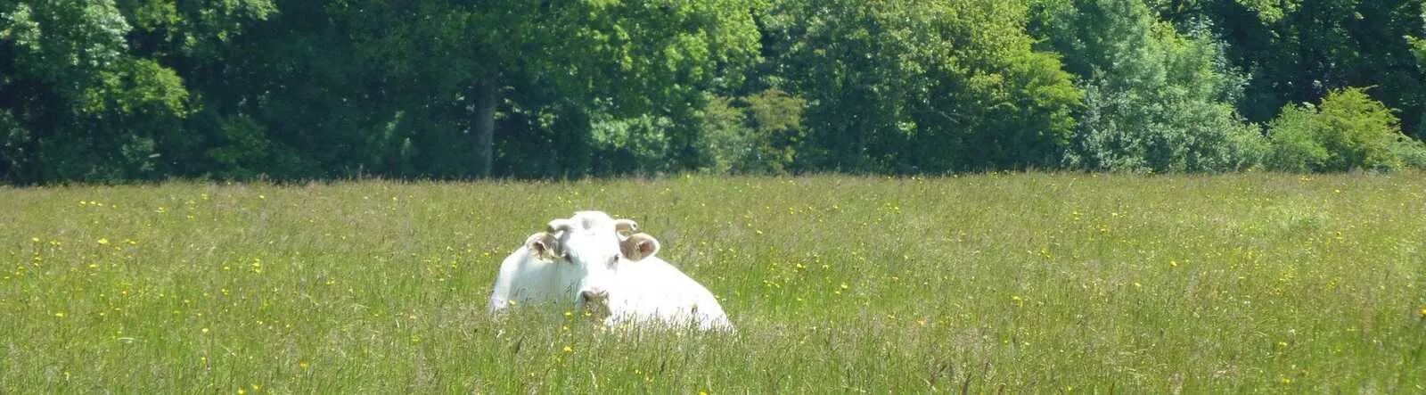 Vache blanche couchée dans une prairie